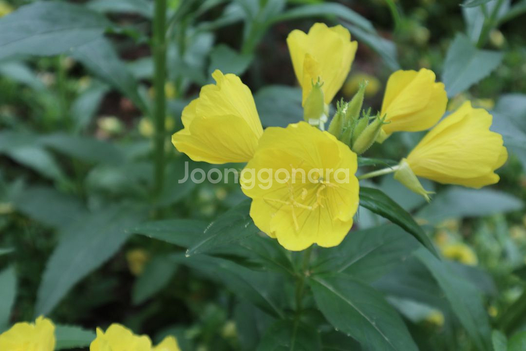 울산 버려진자전거 폐자전거 고물자전거 수거합니다.--0