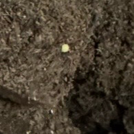 톱사슴벌레 대형의 알과 유충(1100cc유충병 포함)