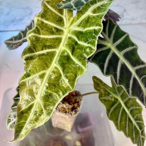 알로카시아 스플래쉬 트리컬러