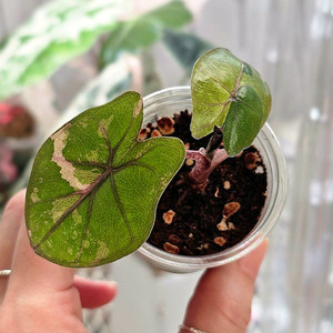 알로카시아 유카탄프린세스 핑크바리에가타