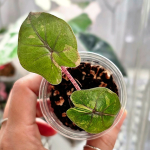 알로카시아 유카탄프린세스 핑크바리에가타