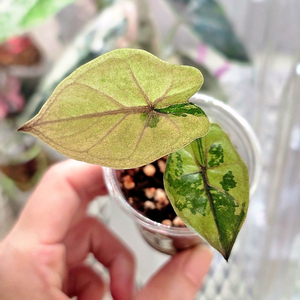 알로카시아 유카탄프린세스 핑크바리에가타