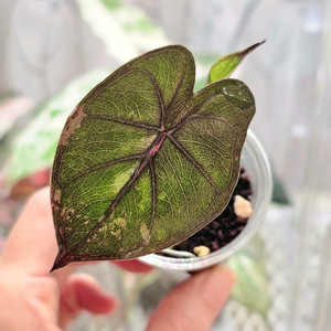 알로카시아 유카탄프린세스 핑크바리에가타