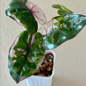 알로카시아 유카탄 핑크 바리에가타