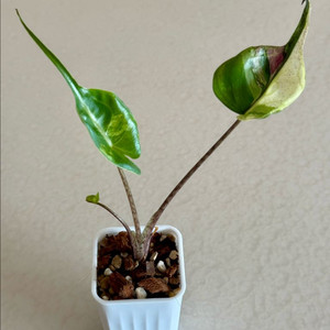 알로카시아 스팅레이 옐로우 바리에가타