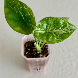 알로카시아 시누아타 화이트 바리에가타