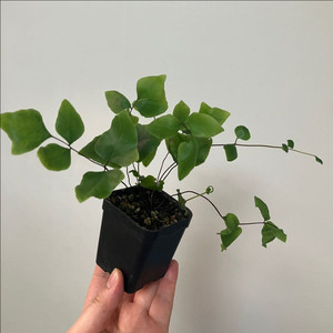 코다타 고사리 (실습)