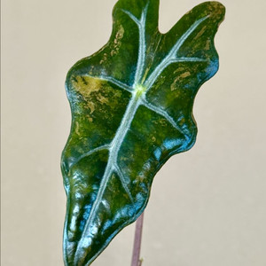 (왕자구) 알로카시아 노빌리스 옐로우 바리에가타