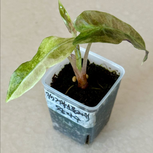 알로카시아 거북이 스플래쉬 바리에가타