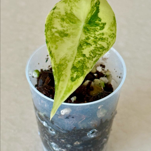 알로카시아 나이로비 나이트 옐로우 바리에가타