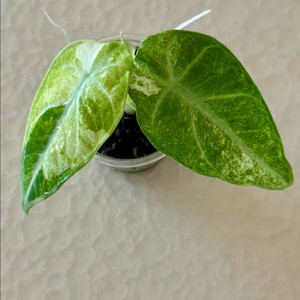 (초대왕자구)알로카시아 닌자 트리컬러 스플래쉬 바리