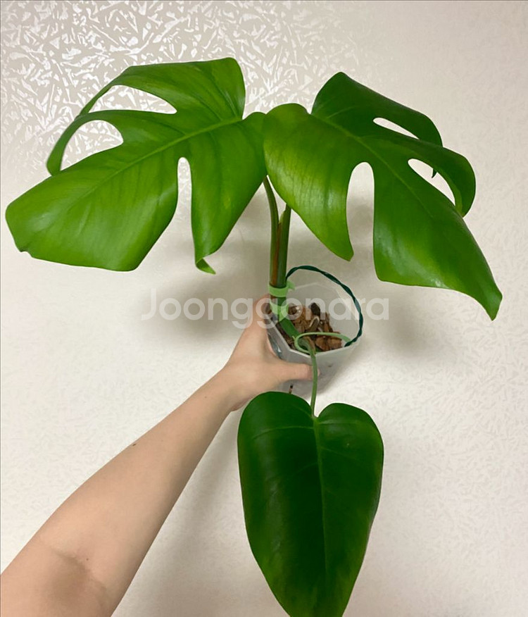 보르시지아나 민트 몬스테라--1