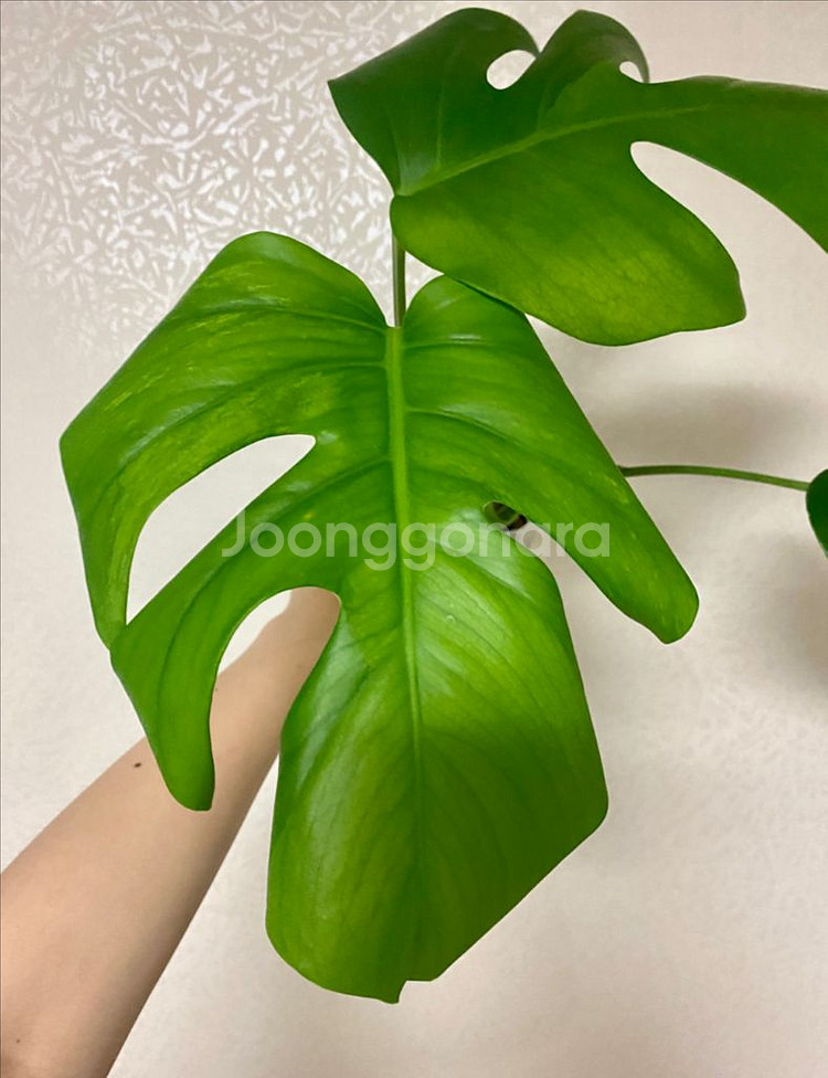 보르시지아나 민트 몬스테라--4