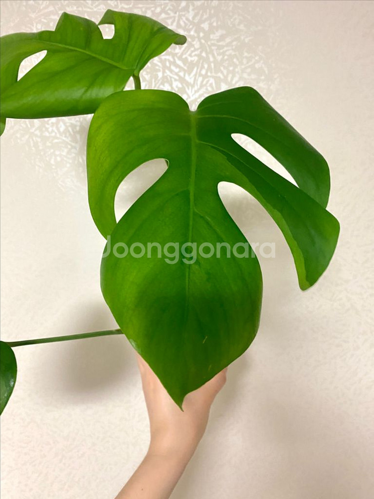 보르시지아나 민트 몬스테라--3