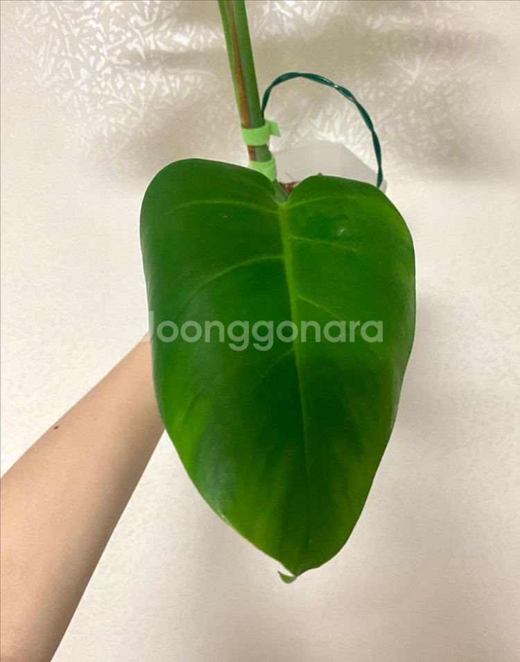 보르시지아나 민트 몬스테라--5