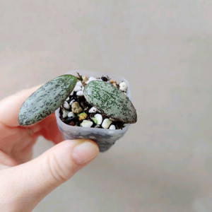 호야시길라티스 실버티무르