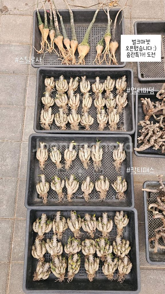 루팅되서온 음란지아나 벌크특가 !!! (아프리카식물)--3