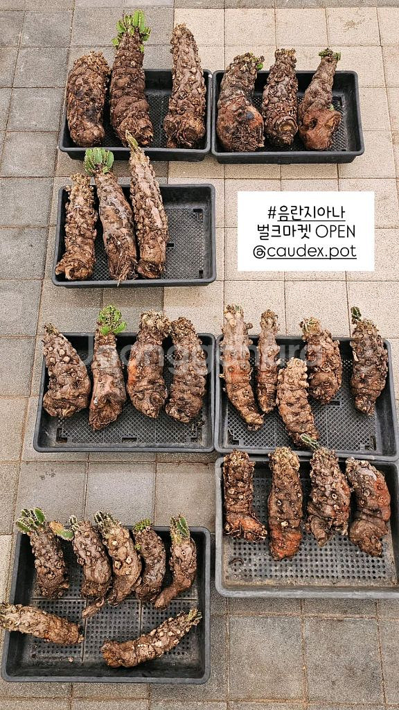 루팅되서온 음란지아나 벌크특가 !!! (아프리카식물)--0