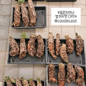 루팅되서온 음란지아나 벌크특가 !!! (아프리카식물)