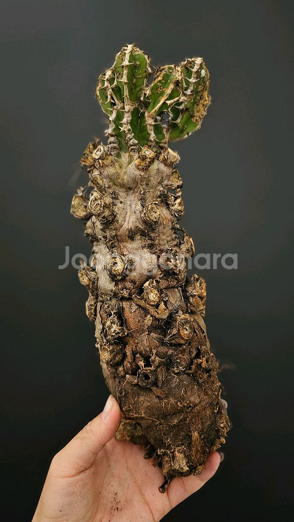 루팅되서온 음란지아나 벌크특가 !!! (아프리카식물)--2