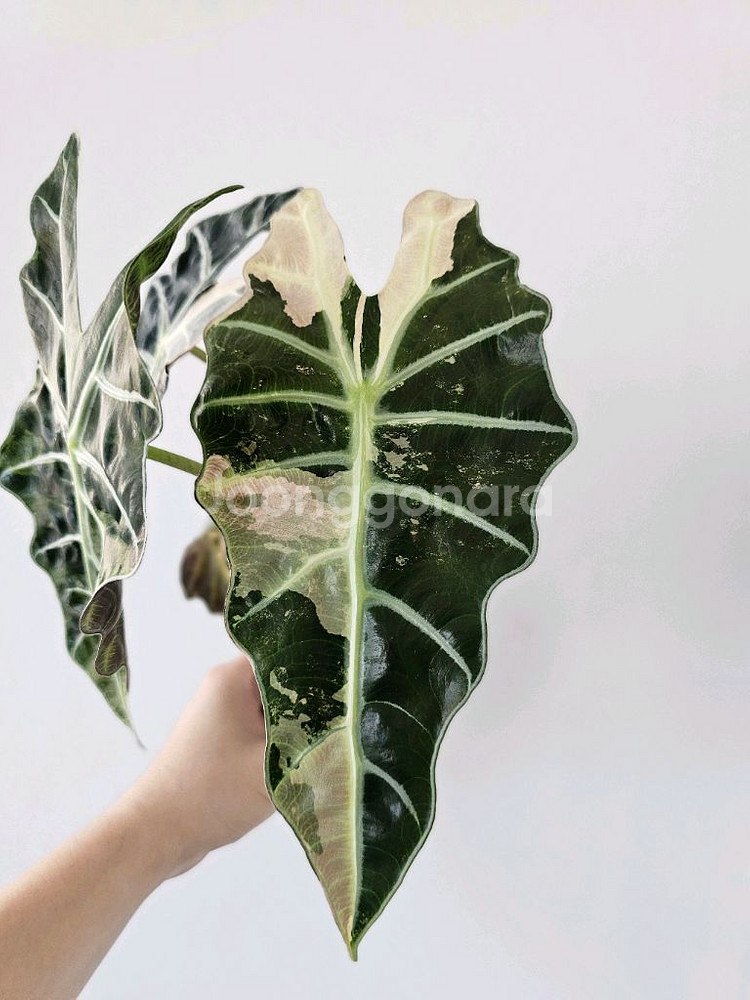 알로카시아 아마조니카 화이트바리에가타--0