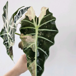 알로카시아 아마조니카 화이트바리에가타