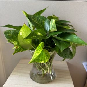 ㅎ나무박스 수납함 23cm x 화분다이 화병선반 이미지