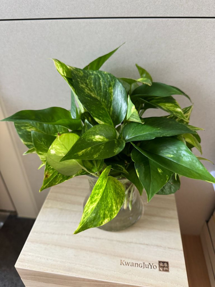 ㅎ나무박스 수납함 23cm x 화분다이 화병선반 이미지