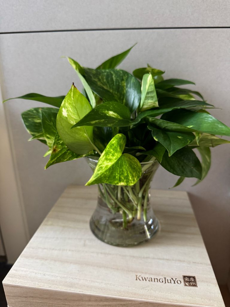 ㅎ나무박스 수납함 23cm x 화분다이 화병선반 이미지