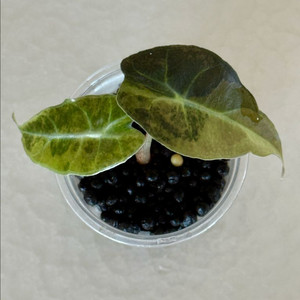 알로카시아 거북이 옐로우 바리에가타