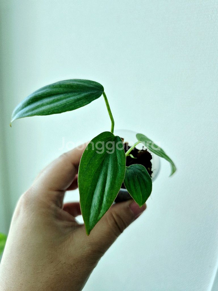 필로덴드론 콜롬비아SP--0