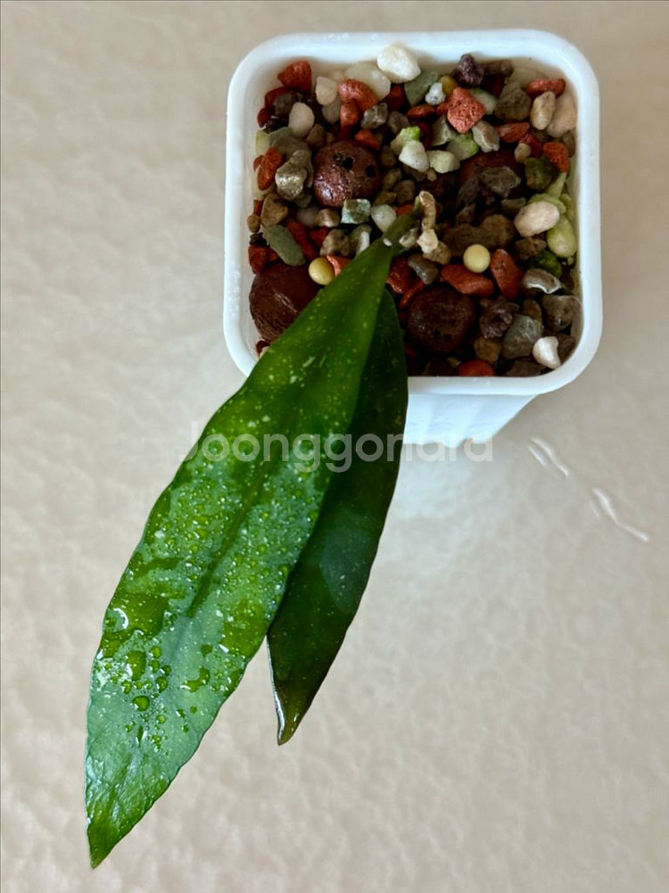 호야 스코테치니 Hoya scortechinii--1
