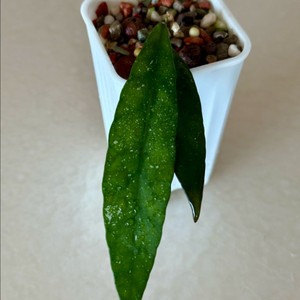 호야 스코테치니 Hoya scortechinii
