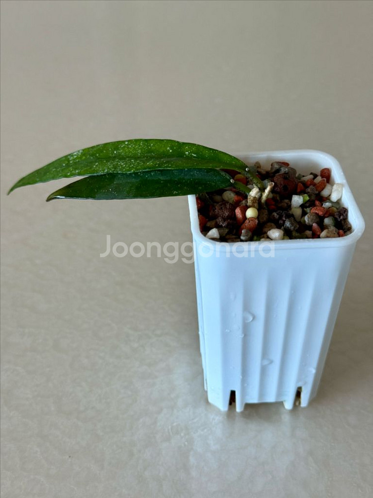 호야 스코테치니 Hoya scortechinii--2