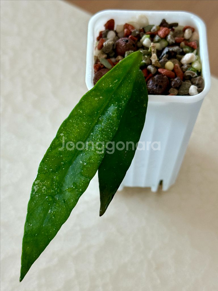 호야 스코테치니 Hoya scortechinii--4