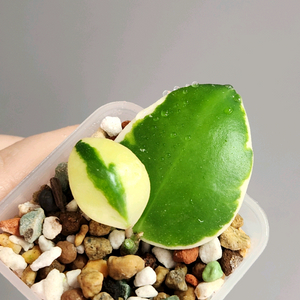 호야 인커블라 알보