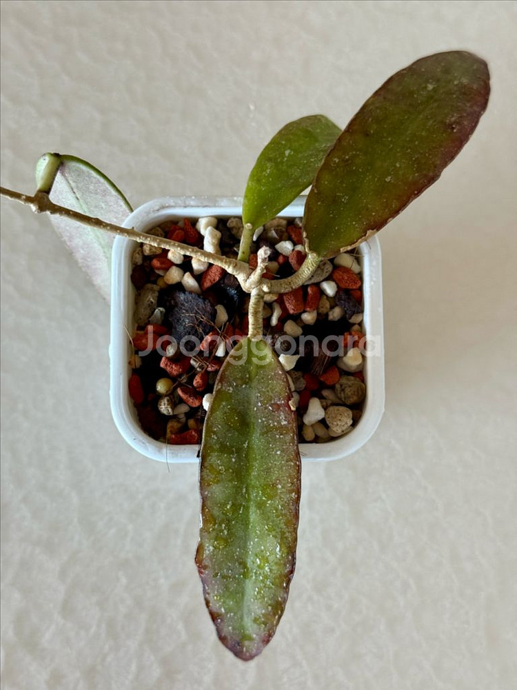 호야 스코테치니 바텀 부분 Hoya scortechin--2