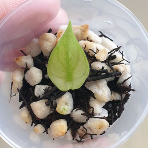 알로카시아 나이로비나이트 화이트 알보 바리에가타