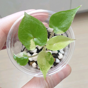 알로카시아 유카탄프린세스 바리에가타