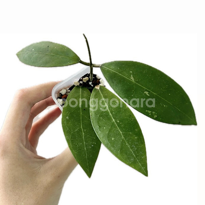 호야 민도렌시 스 하이브리드 (배송비 포함)--0