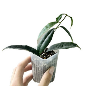 호야 삼만나니아나 (배송비 포함)