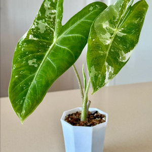 알로카시아 롱기로바 화이트 바리에가타 모주급