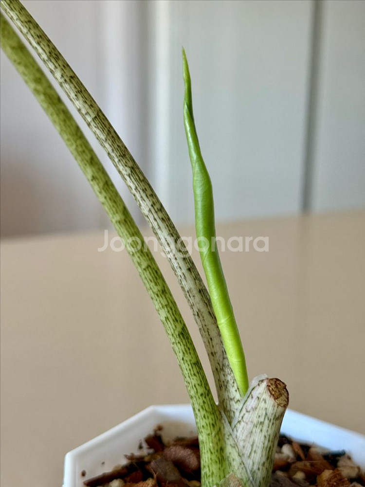 알로카시아 롱기로바 화이트 바리에가타 모주급--3