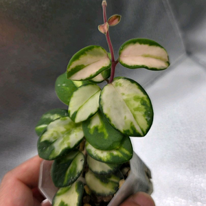 호야 마틸드 바리에가타 (알로카시아 x)