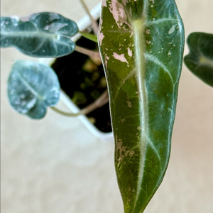 알로카시아 밤비노 화이트 핑크 바리에가타