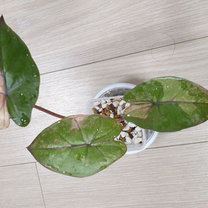 알로카시아 유카탄프린세스 핑크 바리에가타