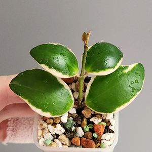 호야 인커블라 알보