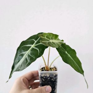 알로카시아 베놈