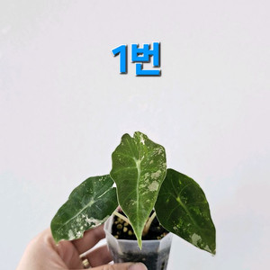 알로카시아 아마조니카 화이트핑크바리에가타