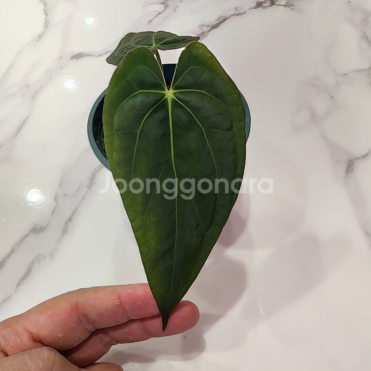 안스리움 파필 레전드--4